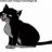 waldkatze