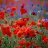 Flower#Power