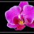 orchidee1951