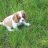 Cavaliermax