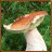 Boletus