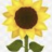 Sonnenblume7171