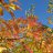 herbstlinde