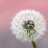 Pusteblume15