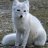 *Polarfuchs*