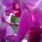 Heike9691