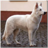 Ereschi