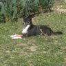 -Zwerg2010-