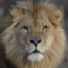 Misterlion