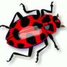 Bug