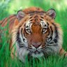 XTigermannX