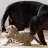 Panther