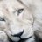 lionsdrop