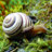 schnecke57