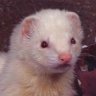 LordFerret