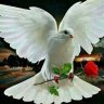 guerrom