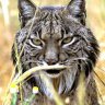 LINCE74