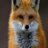 The_Evil_Fox