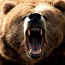 brown_bear