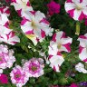 Streptocarpus1