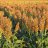 Sorghum62