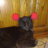 blackcatslivehere