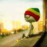 gato1234563