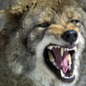 coyote22