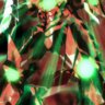 ZanE