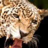 DimeJaguar