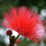 -caliandra-