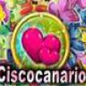 ciscocanario