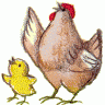 pollito