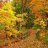 Hada_del_Bosque
