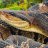 BushMasTerVipeR
