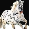 apaloosa