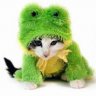 chaton03