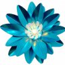 Blue_Lotus