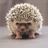 anaismontuelle
