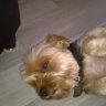 coco-59-