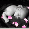 puce42600