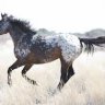 appaloosa