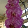 flopinette63
