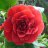 candy264