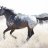 appaloosa