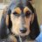 lilydog38360