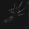 -woolfe-