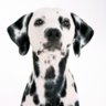 -dalmata3-
