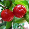 Acerola2000