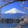 uborkafa